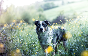 Meadow, outdoor, Australian shepherd, dog HD wallpaper