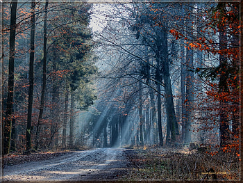 winter forest, winter, nature, forest, light HD wallpaper