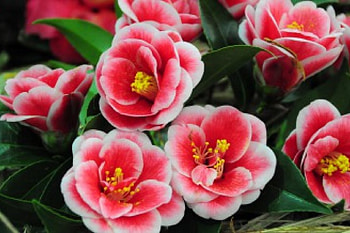 Pretty camelias, leaves, pretty, petals, flower, red, garden, lovely, camelia HD wallpaper