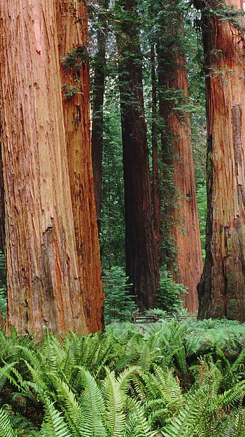Redwood forest magic, Enchanting beauty, Peaceful solitude, Nature's embrace HD phone wallpaper
