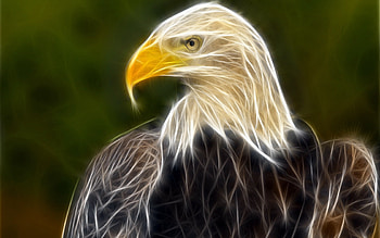 Animals, , Eagles HD wallpaper