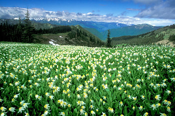 Flower Field, scenery, white flower, field, flower, mountain HD wallpaper