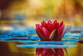 A vivid red water lily blooms elegantly on a serene pond, reflecting its beauty. HD wallpaper