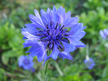 Flower, Macro, Field, Cornflower HD wallpaper