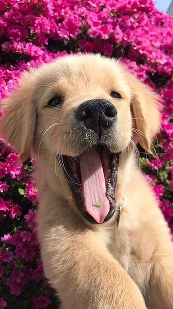 Cute Dog, Cute, Dog HD phone wallpaper