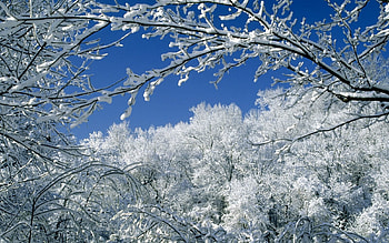 Snow, , Winter, Tree HD wallpaper