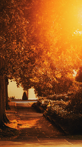 Nature, Trees, Bush, Park, Sunlight, Track HD phone wallpaper