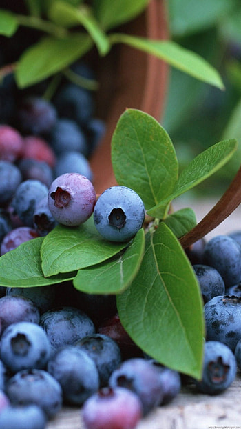 Food, Huckleberry fruit, Blueberry farm HD phone wallpaper