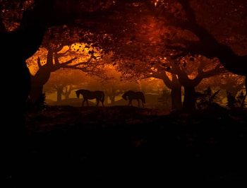Evening Forest, peaceful, orange, sunset, evening HD wallpaper