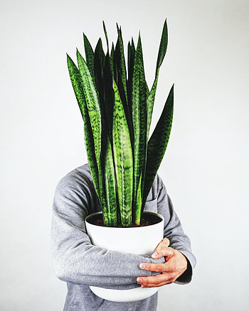 Plant, Miscellanea, Miscellaneous, Hands, Human, Person, Indoor Plant, Houseplant HD phone wallpaper
