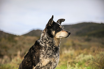 Animals, Dog, Muzzle, Sight, Opinion HD wallpaper