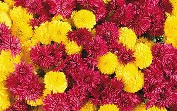 Purple and yellow chrysanthemums, Beautiful flower , Colourful floral display, Vibrant blooms HD wallpaper