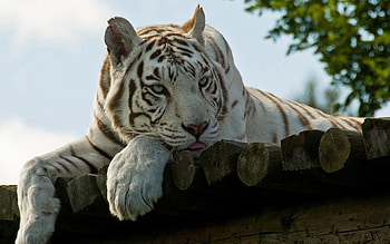 Animals, To Lie Down, Lie, Striped, White Tiger, Ussuriysk, Ussuri HD wallpaper