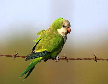 Cute Bird, cute, beautiful, bird HD wallpaper