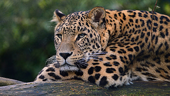 Leopard Ultra HD wallpaper