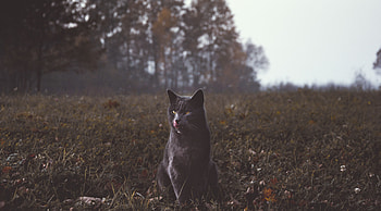 Animals, Grass, Cat, Grey, Stroll HD wallpaper