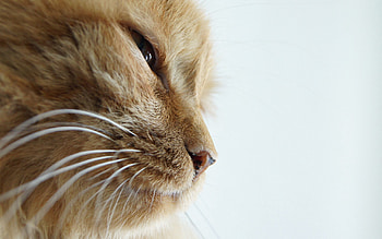 Animals, Cat, Muzzle, Sight, Opinion, Mustache, Moustache, Nose HD wallpaper