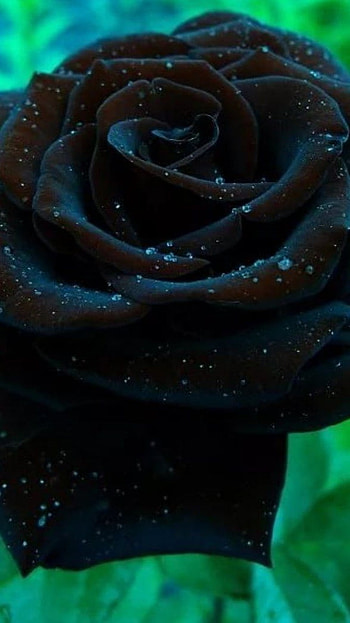 Black Rose, Black Flower, Nature Background HD phone wallpaper
