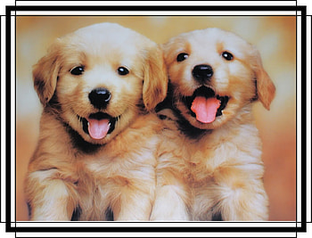 CUTE PUPPIES, CUTE, NATURE, PUPPIES HD wallpaper