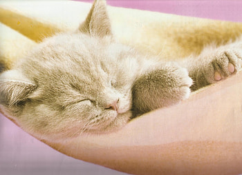 Taking a napping 2, kitten, cute, napping, sleeping HD wallpaper