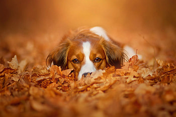 Aidi dog, Fall season, Adorable pet, Fall dog HD wallpaper