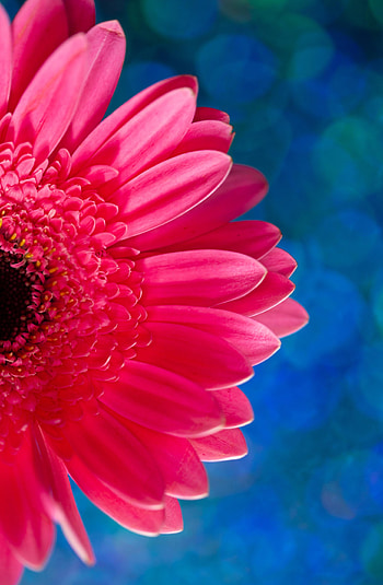Pink, Flower, Plant, Macro, Petals HD phone wallpaper
