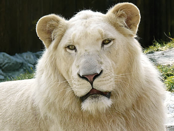 Animals, Lions HD wallpaper