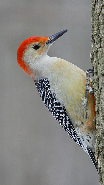 Woodpecker, Adorable HD phone wallpaper