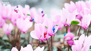 Pikmin Petals — Ultra, Pikmin HD wallpaper