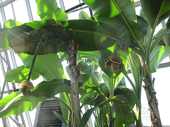 Africa Banana giant flowers, Green, graphy, Brown, Tree, Banana, Flowers, Africa HD wallpaper
