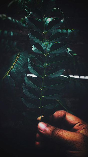 Leaves, Hand, Miscellanea, Miscellaneous, Branch, Fingers HD phone wallpaper