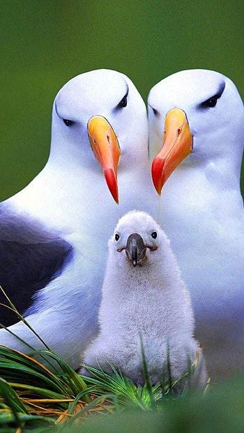 Love Birds, Birds Family HD phone wallpaper