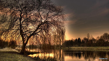 tree hide sunset, tree, sunset HD wallpaper