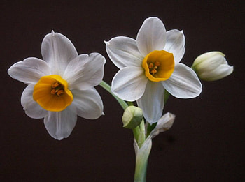 Daity Duo, garden, flowers HD wallpaper