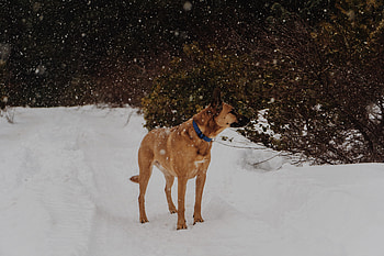 Animals, Dog, Stroll, Snowfall HD wallpaper
