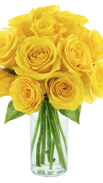 Yellow Rose, Rose Flower HD phone wallpaper