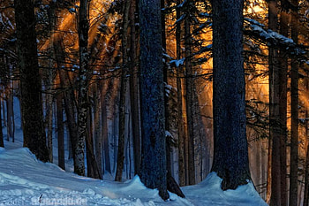 sunset in the winter woods, winter, woods, light, snow, trees, nature, sunset HD wallpaper