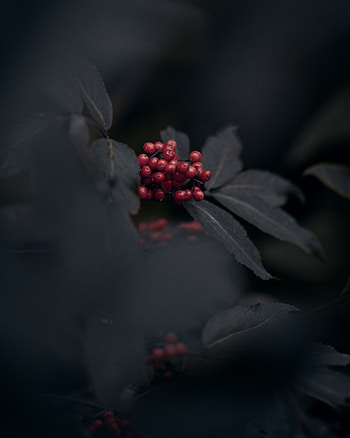 Leaves, Berries, Macro, Bunch HD phone wallpaper