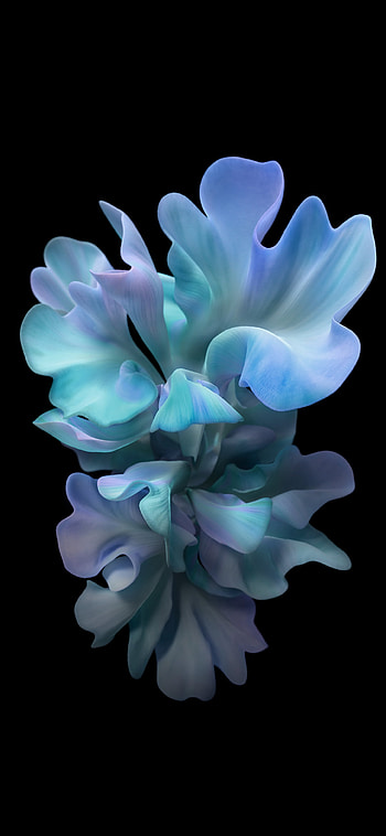 Samsung Galaxy Z Flip . , homescreen , Flower , Samsung Galaxy Z Flip 3 HD phone wallpaper