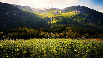 Morning light in the mountains - Skei, Norway, wildflowers, scandinavia, trees, meadow, sky, mountains HD wallpaper