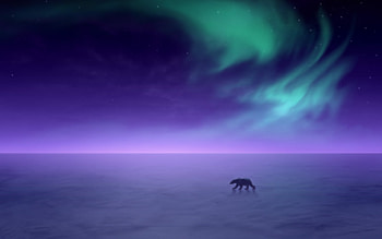 Animals, Bears HD wallpaper