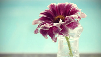 Water, Flower, Macro, Petals, Glass HD wallpaper