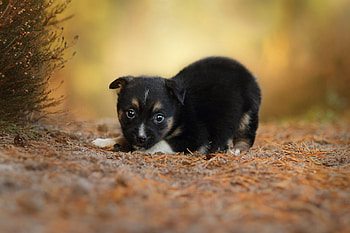 Animals, Grass, Dog, Sight, Opinion, Puppy HD wallpaper