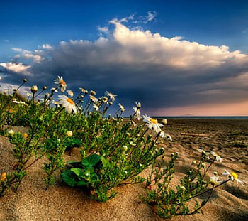 Spring Flowers, white, sand, spring, daisies, leaves, wildlife, green, clouds, nature HD wallpaper