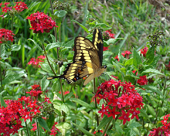 swallowtail, butterfly, green, red, flowers HD wallpaper