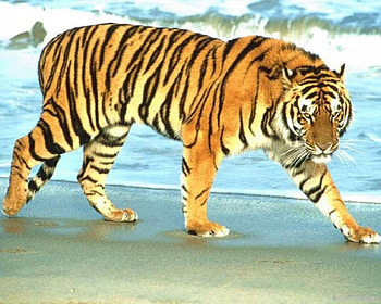 stalking, majestic, stripes, tiger, water, beach HD wallpaper