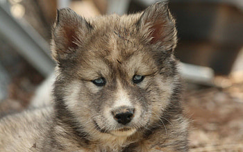 Animals, Muzzle, Spotted, Spotty, Puppy, Husky HD wallpaper