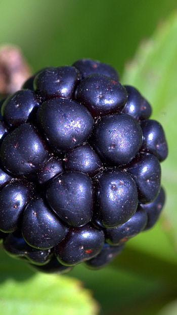 Blackberry, Blurred fruit background, Close-up shot, Mobile HD phone wallpaper