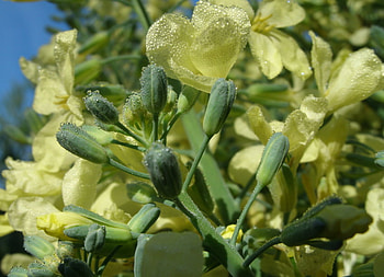 spring, flowers, green, yellow HD wallpaper
