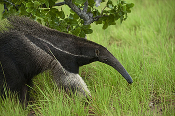 of anteater, Anteater, , Animals HD wallpaper